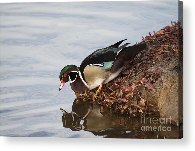Wood Duck Acrylic Print featuring the photograph C'mon in the waters fine by Ruth Jolly