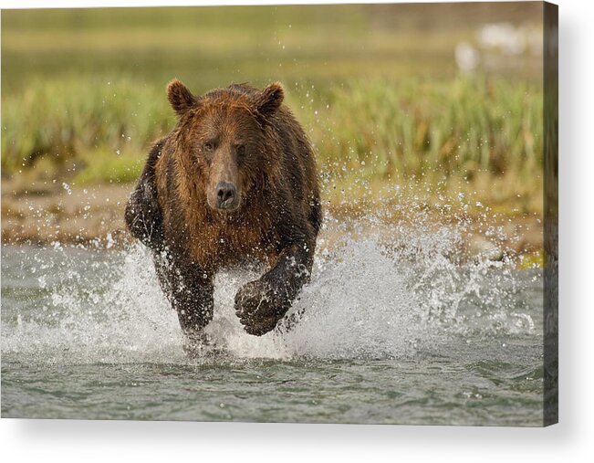 Fredriksson Acrylic Print featuring the photograph Coastal Grizzly Boar Fishing by Kent Fredriksson