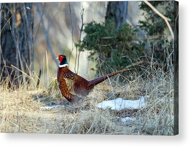 Cock Pheasant Acrylic Print featuring the photograph Cock Pheasant by Torbjorn Swenelius