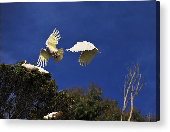 Acrylic Print Acrylic Print featuring the photograph Cockatoos On the Wing by Harry Spitz