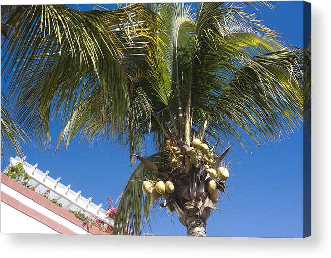 Coconut Acrylic Print featuring the photograph Coconut tree by Peter Lloyd