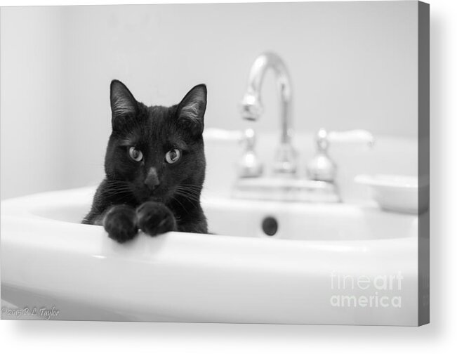 Bathroom Art Acrylic Print featuring the photograph Coco's pool by Pamela Taylor