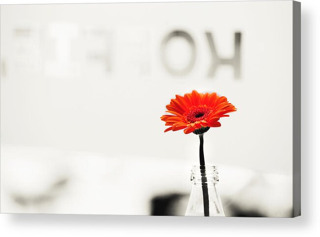 Netherlands Acrylic Print featuring the photograph Coffee and Gerbera 1. Utrecht by Jenny Rainbow