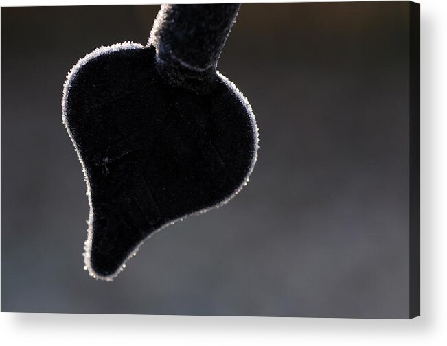 Heart Acrylic Print featuring the photograph Cold Cold Heart by Wanda Brandon
