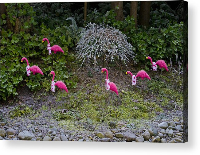 Wall Art Acrylic Print featuring the photograph Cold Pink Flamingos by Ron Roberts