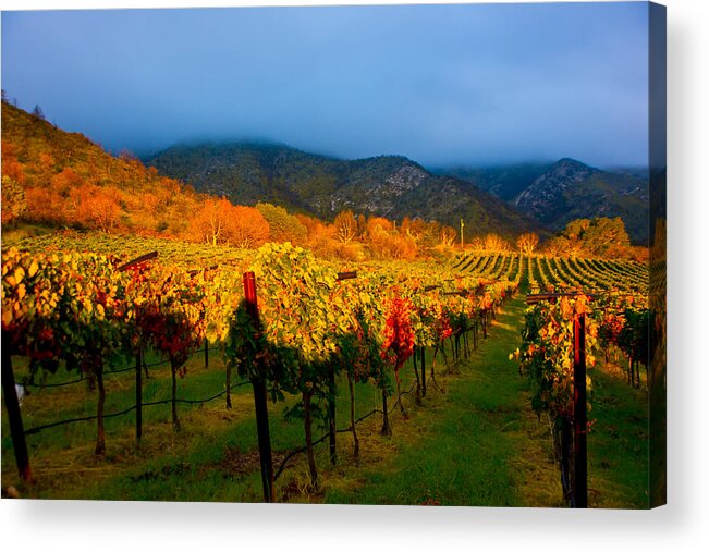 Colibri Vineyards Acrylic Print featuring the photograph Colibri Morning by Kent Nancollas