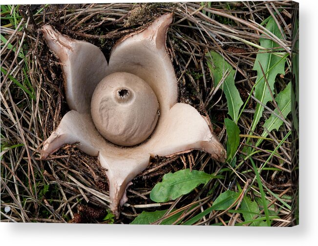Fungi Acrylic Print featuring the photograph Collared Earthstar by Nigel Downer