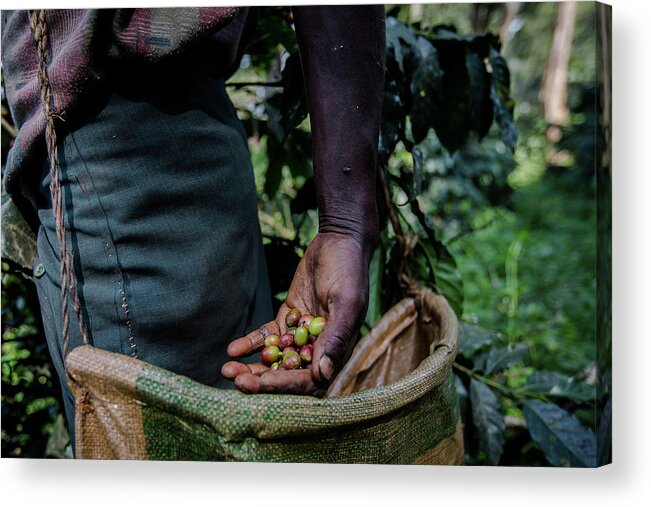 Working Acrylic Print featuring the photograph Collection Of The Coffee Beans by Anthony Pappone