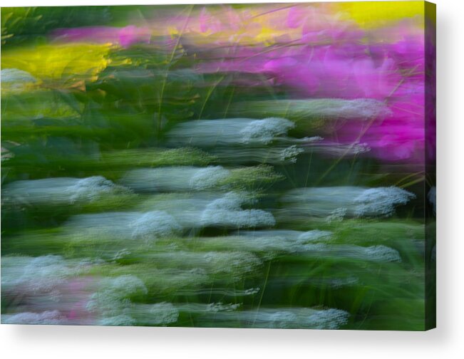 Flowers Acrylic Print featuring the photograph Color Blown by Michael Hubley