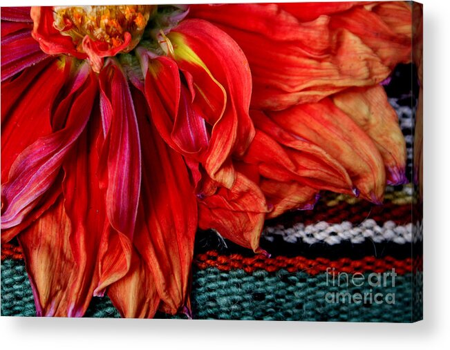 Dahlia Acrylic Print featuring the photograph Color Power by Jeanette French