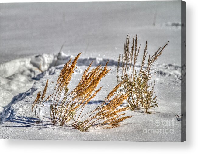Snow Acrylic Print featuring the photograph Color spots by Franz Zarda