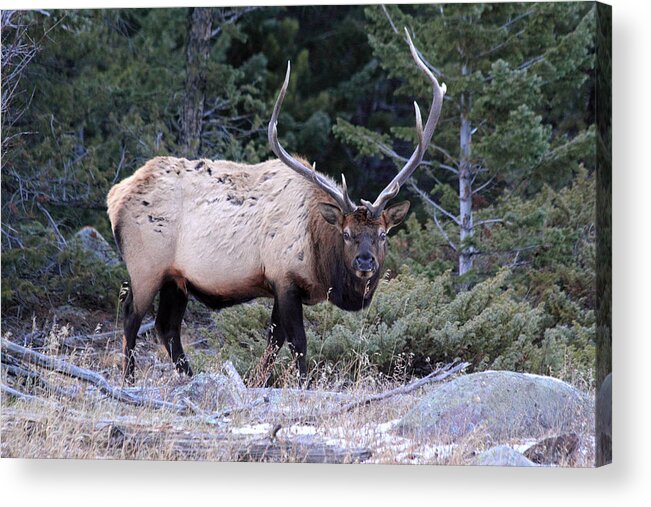 Bull Elk Acrylic Print featuring the photograph Colorado Bull Elk #1 by Shane Bechler