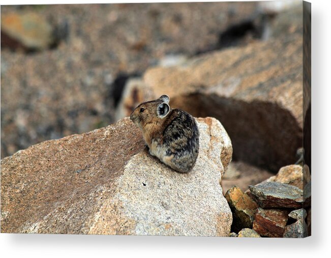 Pika Acrylic Print featuring the photograph Colorado Pika by Shane Bechler