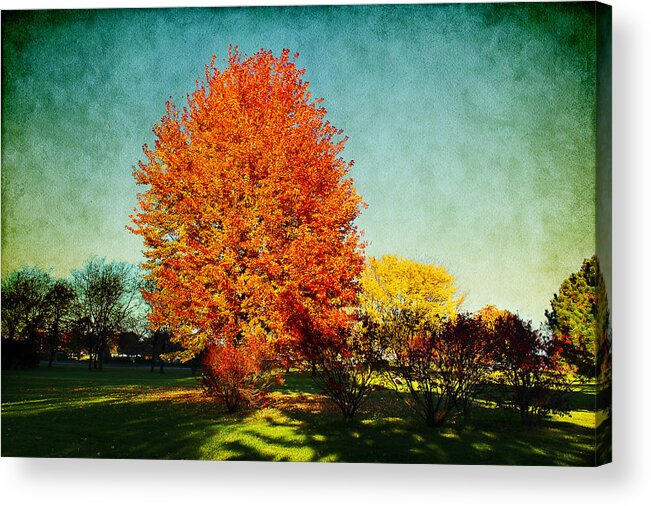 Trees Acrylic Print featuring the photograph Colorful Autumn by Milena Ilieva