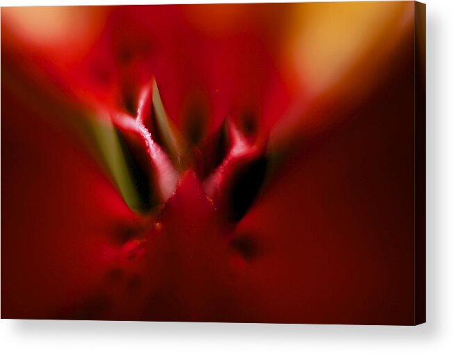  Acrylic Print featuring the photograph Colorful Floral by Max Greene