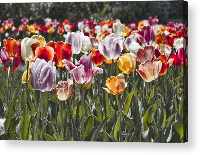 Tulip Acrylic Print featuring the photograph Colorful Tulips in the Sun by Sharon Popek