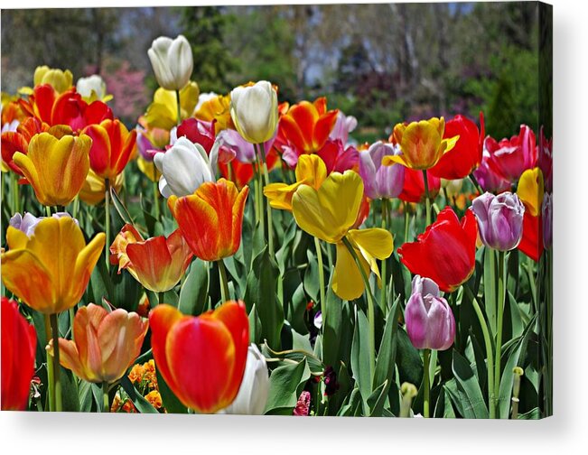 Colorful Tulips Acrylic Print featuring the photograph Colorful Tulips by Sharon Popek