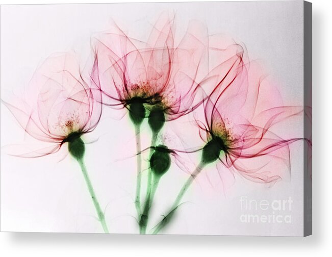 Rose Acrylic Print featuring the photograph Colorized X-ray Of Roses by Scott Camazine