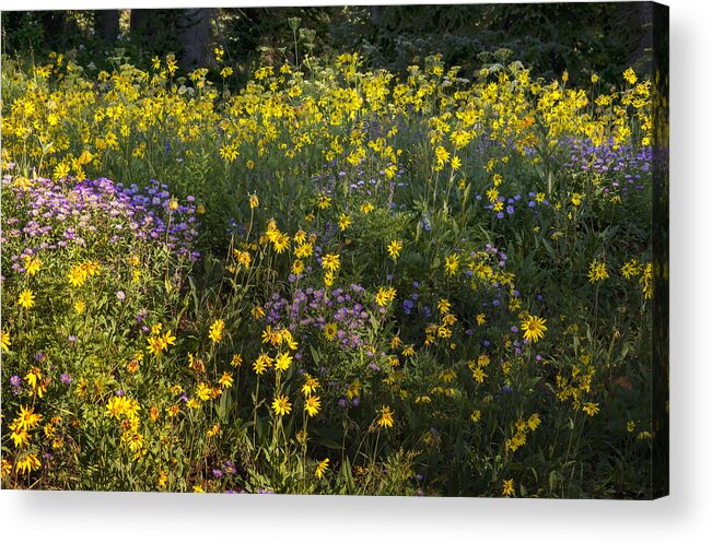 Flowers Acrylic Print featuring the photograph Colors Of A Summer Morning by Tim Reaves