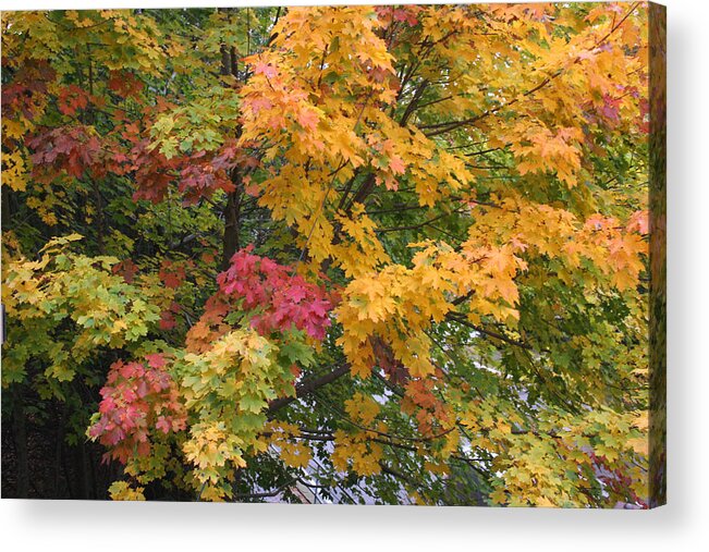 Acrylic Print featuring the photograph Colors of Autumn by Jeremy McKay