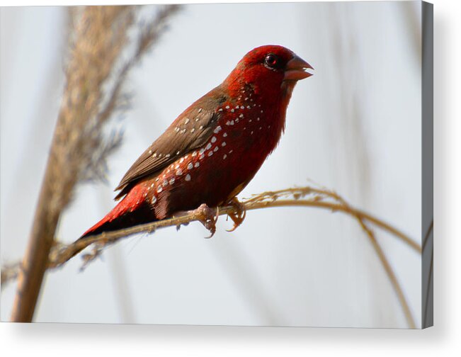 Red Acrylic Print featuring the photograph Colour me Red by Fotosas Photography