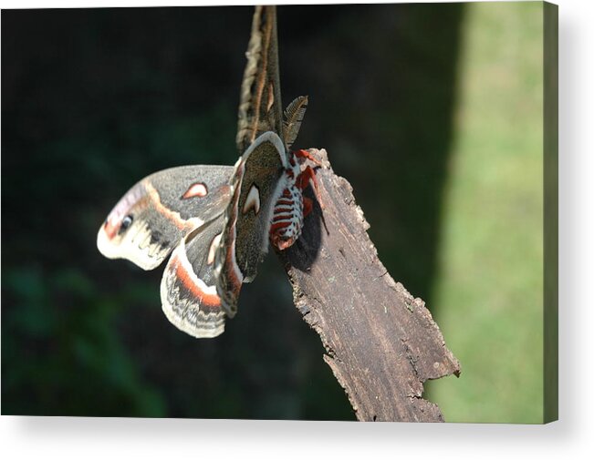 Green Acrylic Print featuring the photograph Columbia Silk Moth I by Bernadette Krupa