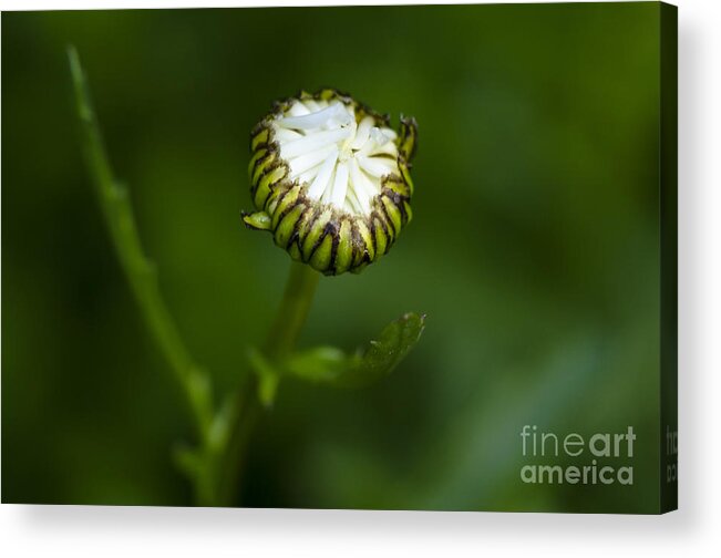 Daisy Acrylic Print featuring the photograph Come Here by Dan Hefle