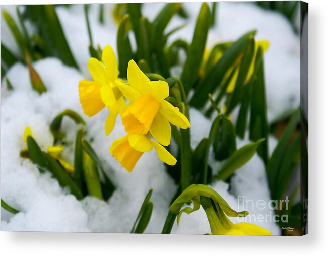 Daffodil Acrylic Print featuring the photograph Come On Spring Time by Jennifer White