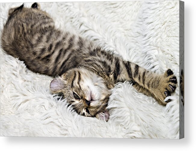 Cute Acrylic Print featuring the photograph Comfortable Kitten by Susan Leggett