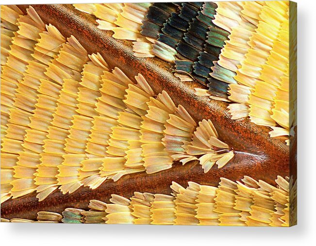 Charaxes Tiridates Acrylic Print featuring the photograph Common Blue Charaxes Butterfly Wing by Gerd Guenther