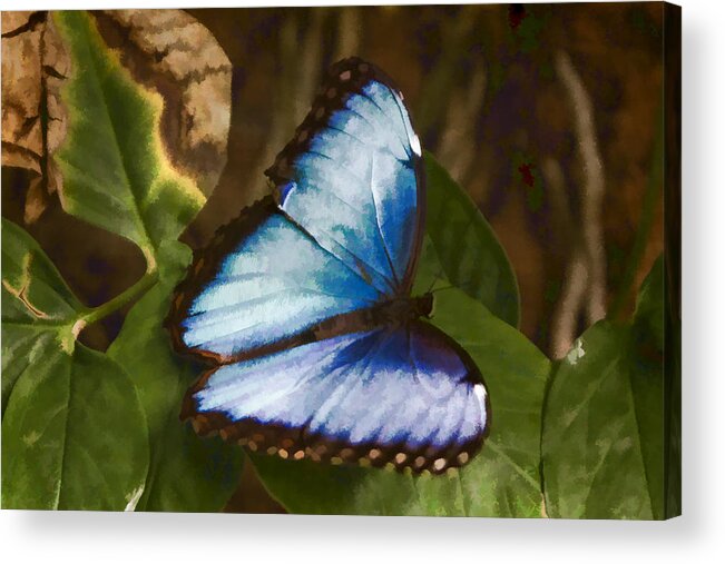 Common Blue Morpho Acrylic Print featuring the digital art Common Blue Morpho by Photographic Art by Russel Ray Photos