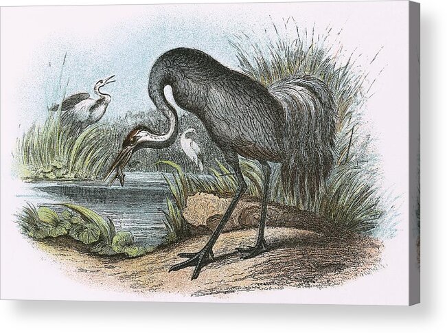 British Birds Acrylic Print featuring the painting Common Crane by English School