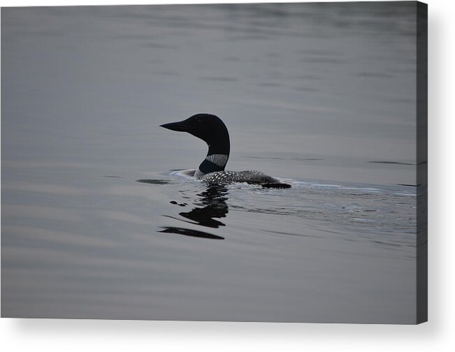 Common Loon Acrylic Print featuring the photograph Common Loon by James Petersen