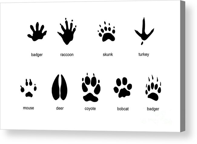 Common Mammal Animal Tracks by Carlyn Iverson
