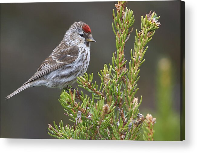 Bia Acrylic Print featuring the photograph Common Redpoll Manitoba Canada by Glenn Bartley