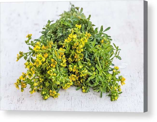 Alternative Therapy Acrylic Print featuring the photograph Common Rue by Voisin/Phanie
