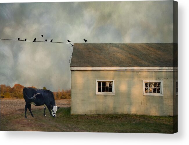 Cow Acrylic Print featuring the photograph Common Thread by Robin-Lee Vieira