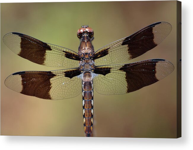 Common Whitetail Dragonfly Acrylic Print featuring the photograph Common Whitetail Dragonfly Perched On A Stem by Daniel Reed