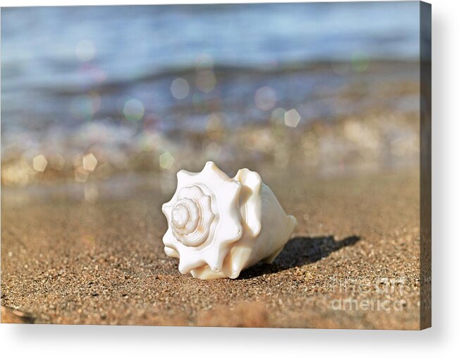 Sea Shell Acrylic Print featuring the photograph Conch by Charline Xia