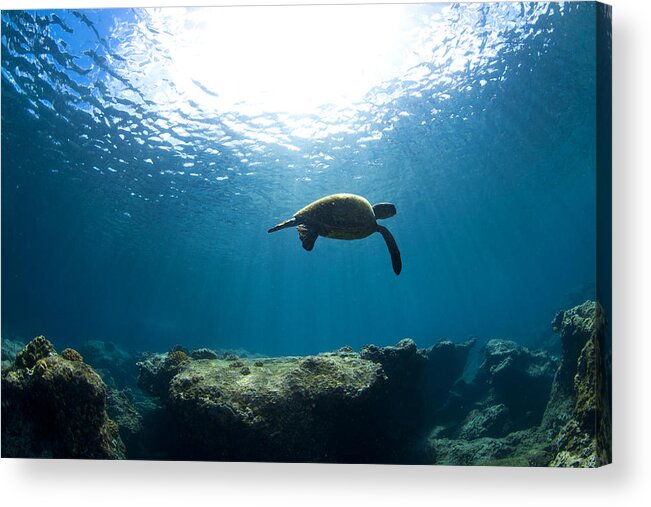 Sea Acrylic Print featuring the photograph Contemplation by Sean Davey