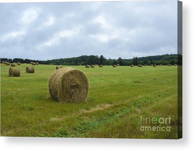 Michigan Up Landscape Acrylic Print featuring the photograph Continue The Cycle... by Dan Hefle