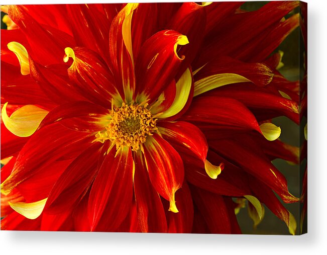 Floral Acrylic Print featuring the photograph Contrasts by Mary Jo Allen
