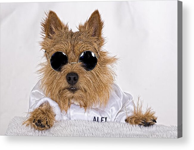  Dog Acrylic Print featuring the photograph Cool Norwich Terrier in Glasses by Susan Stone