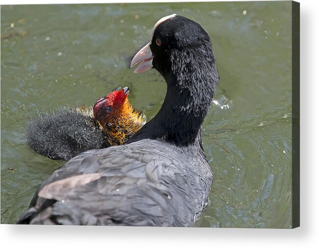 Coot Acrylic Print featuring the photograph Coot and Baby 2 by Les OGorman