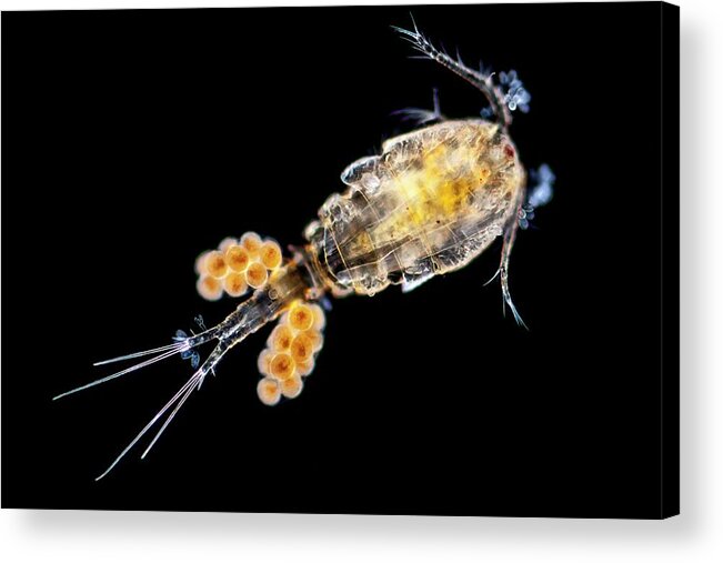 Animal Acrylic Print featuring the photograph Copepode by Gerd Guenther