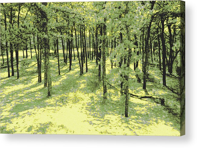 Glowing Acrylic Print featuring the photograph Copse of Trees Sunlight by Tom Wurl