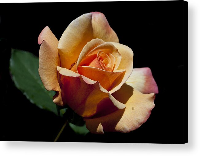 Rose Acrylic Print featuring the photograph Coral Caper by Doug Norkum