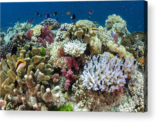 Pete Oxford Acrylic Print featuring the photograph Coral Reef Diversity Fiji by Pete Oxford