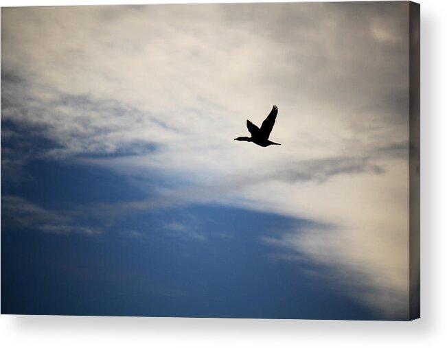 Cormorant Acrylic Print featuring the photograph Cormorant in Flight by Andrew Pacheco