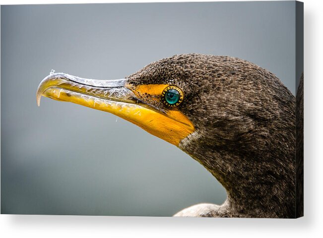 Cormorant Acrylic Print featuring the photograph Cormorant's Jewel by Jennifer Kano